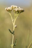 genus Achillea. Верхушка цветущего растения. Ростовская обл., Зерноградский р-н, окр. хут. Заполосный, степной склон. 07.06.2026.