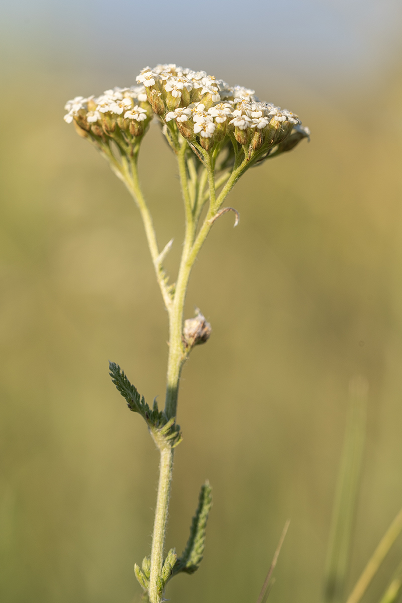 Image of genus Achillea specimen.