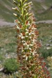 род Eremurus