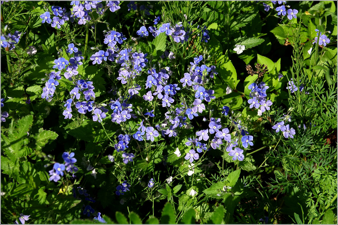 Image of Veronica chamaedrys specimen.