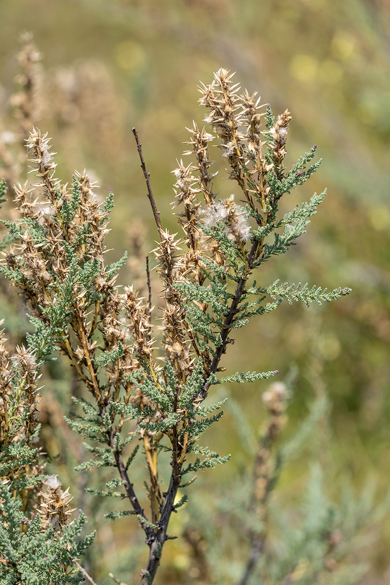 Image of genus Myricaria specimen.