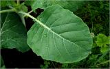 Brassica oleracea