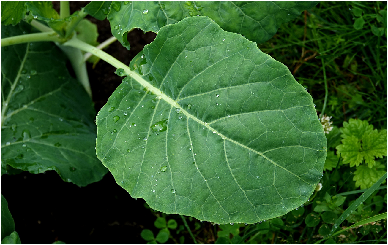 Image of Brassica oleracea specimen.