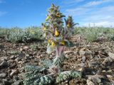 Paraeremostachys dshungarica