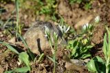 genus Ornithogalum. Верхушка цветущего растения. Турция, ил Артвин, р-н Юсуфели, окр. дер. Дамлаташ, выс. 1925 м н.у.м., луг среди камней. 13 июня 2026 г.