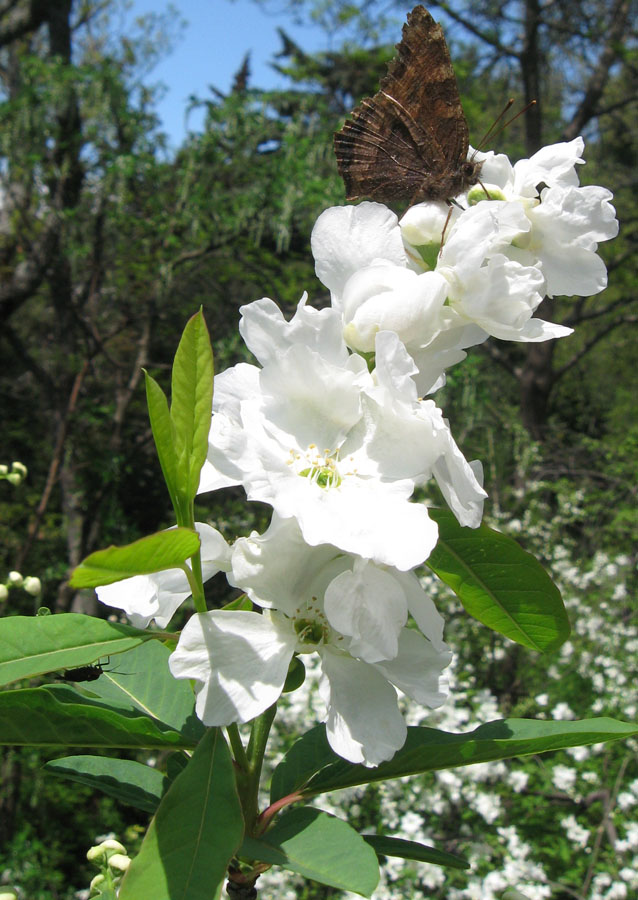 Image of Exochorda korolkowii specimen.