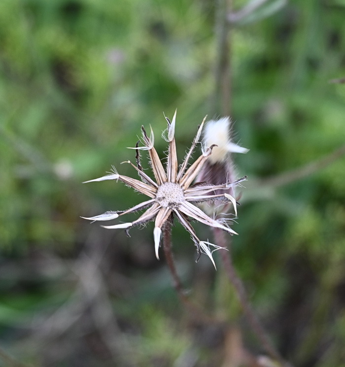 Изображение особи семейство Asteraceae.