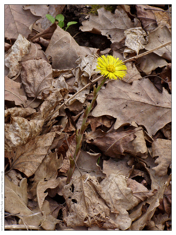 Изображение особи Tussilago farfara.