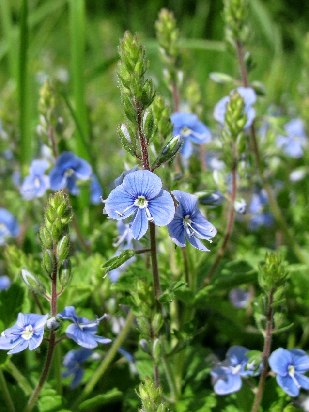 Image of Veronica chamaedrys specimen.