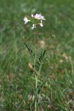 Cardamine pratensis