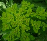 Euphorbia pilosa. Соцветие. Кемеровская обл., Кемеровский р-н, окр. дер. Тебеньковка. 03.06.2011.