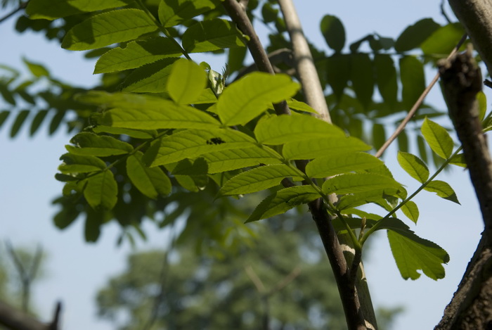 Image of Pterocarya fraxinifolia specimen.