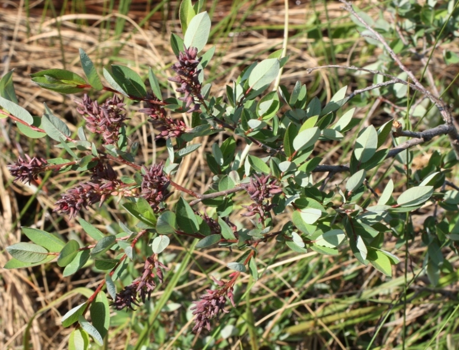 Image of Salix myrtilloides specimen.