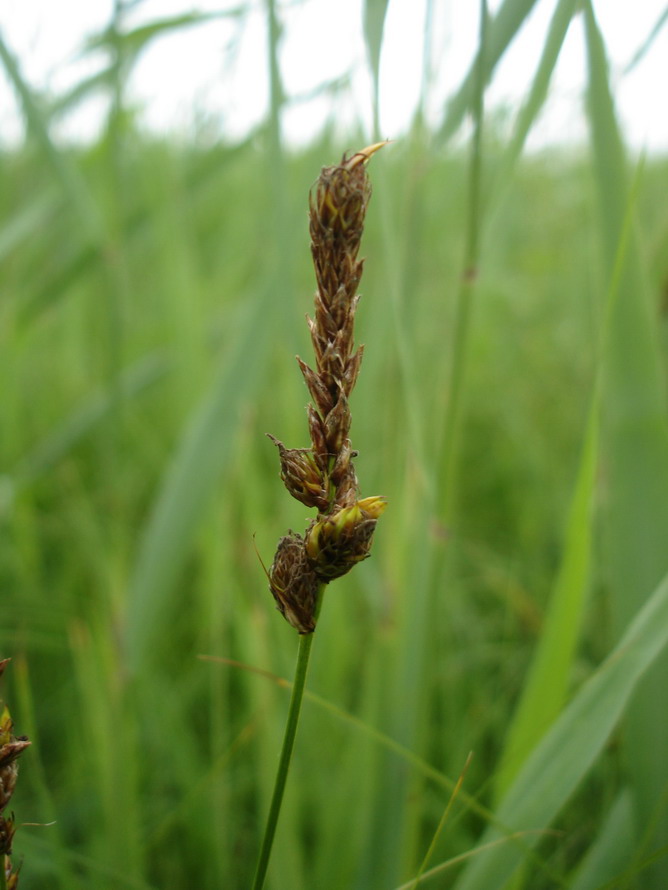 Изображение особи Carex disticha.