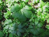 Podophyllum peltatum. Листья. Москва, ГБС РАН. 08.07.2011.