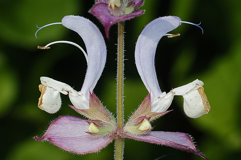 Изображение особи Salvia sclarea.