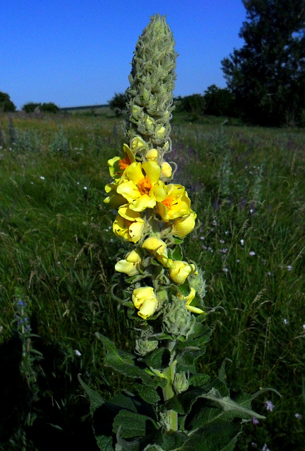 Image of Verbascum ovalifolium specimen.