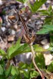 Geranium sibiricum