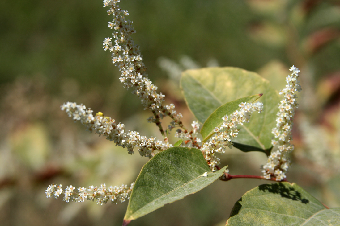 Image of Reynoutria japonica specimen.