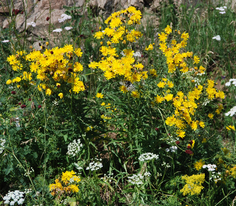 Image of genus Hieracium specimen.