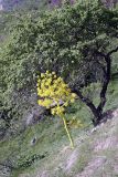 genus Ferula. Цветущее растение на горном склоне. Таджикистан, восточные склоны гор Санглак, 1300 м. н.у.м. 24.04.2011.