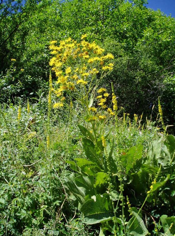 Image of Inula macrophylla specimen.