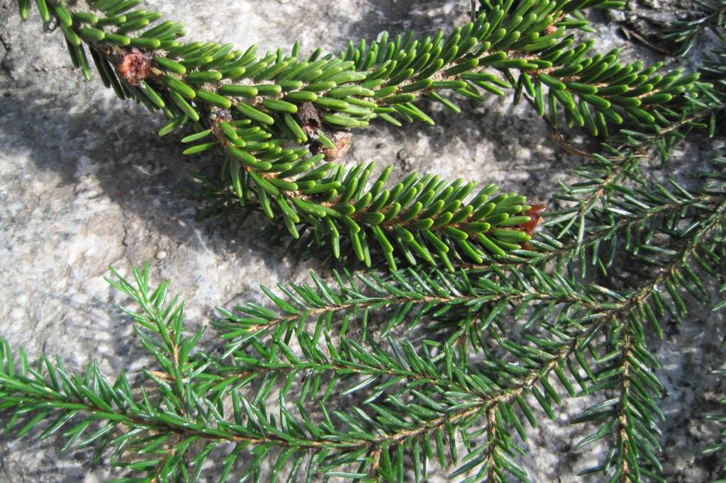 Изображение особи Picea orientalis.