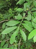 Salix aurita × S. dasyclados