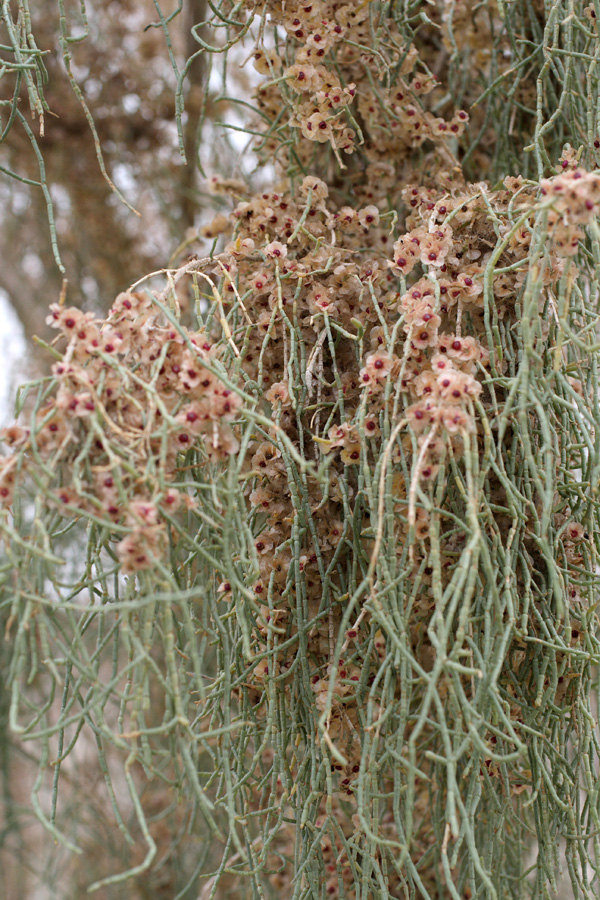 Изображение особи Haloxylon aphyllum.