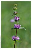 Phlomoides tuberosa. Соцветие. Республика Татарстан, Дрожжановский район, 24.07.2007.