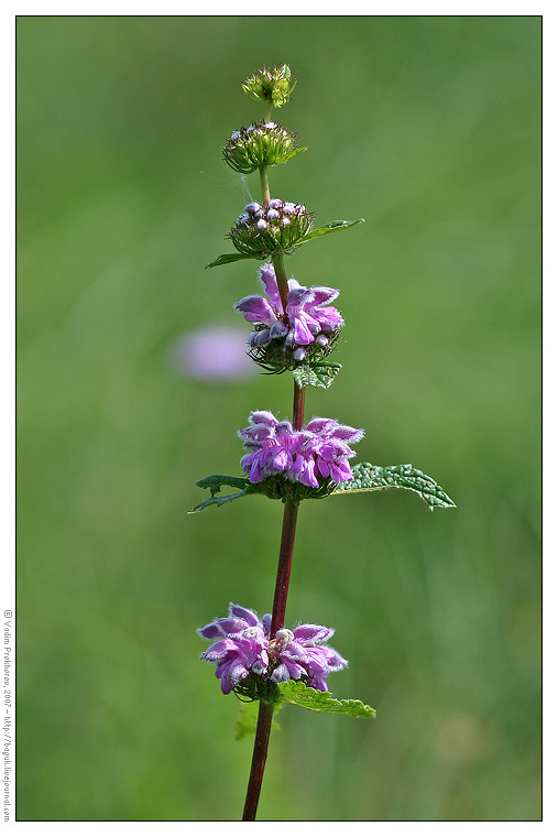 Изображение особи Phlomoides tuberosa.