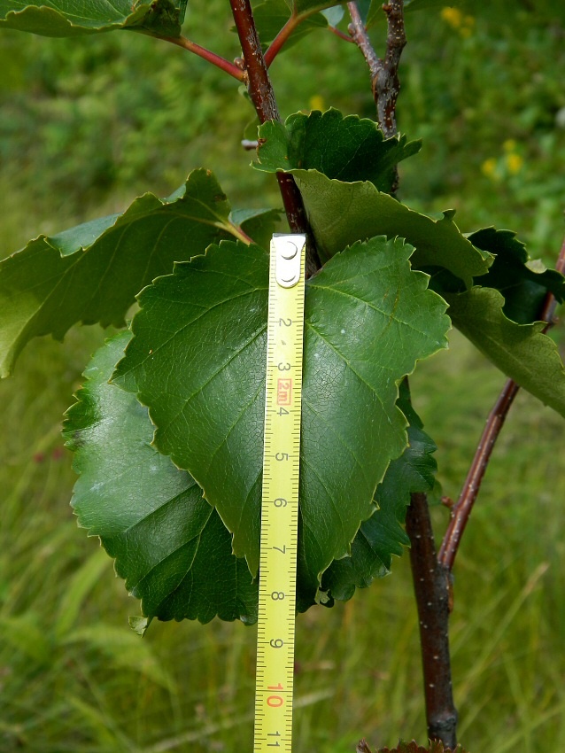 Image of genus Betula specimen.