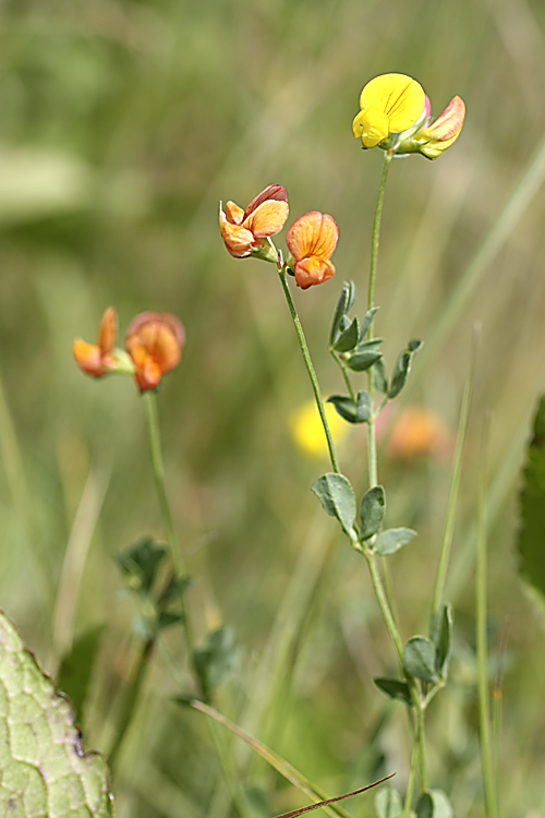 Image of Lotus sergievskiae specimen.