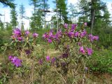 Rhododendron parvifolium