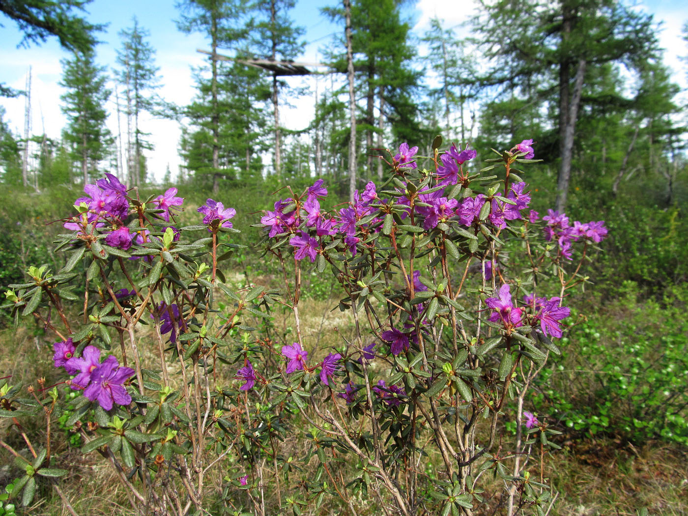 Image of Rhododendron parvifolium specimen.