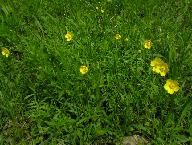 Изображение особи Ranunculus pedatus.