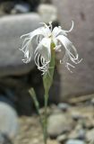 Dianthus hoeltzeri