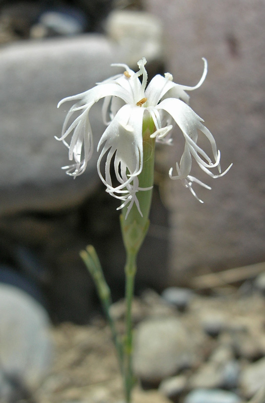 Изображение особи Dianthus hoeltzeri.