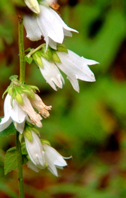 Image of Campanula alliariifolia specimen.