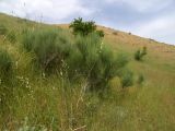 Ephedra procera