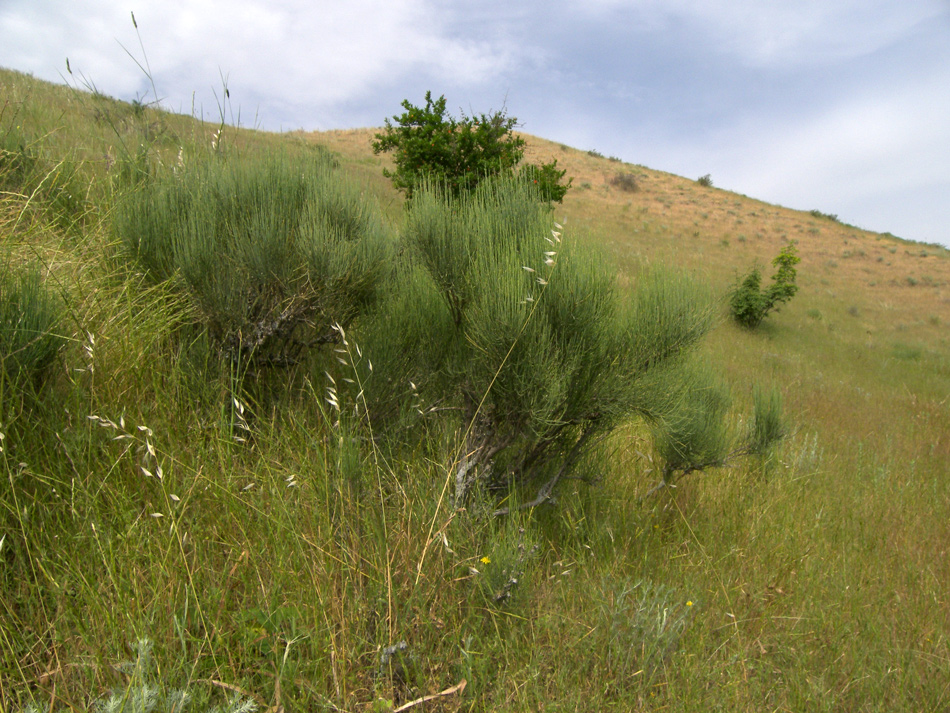 Изображение особи Ephedra procera.