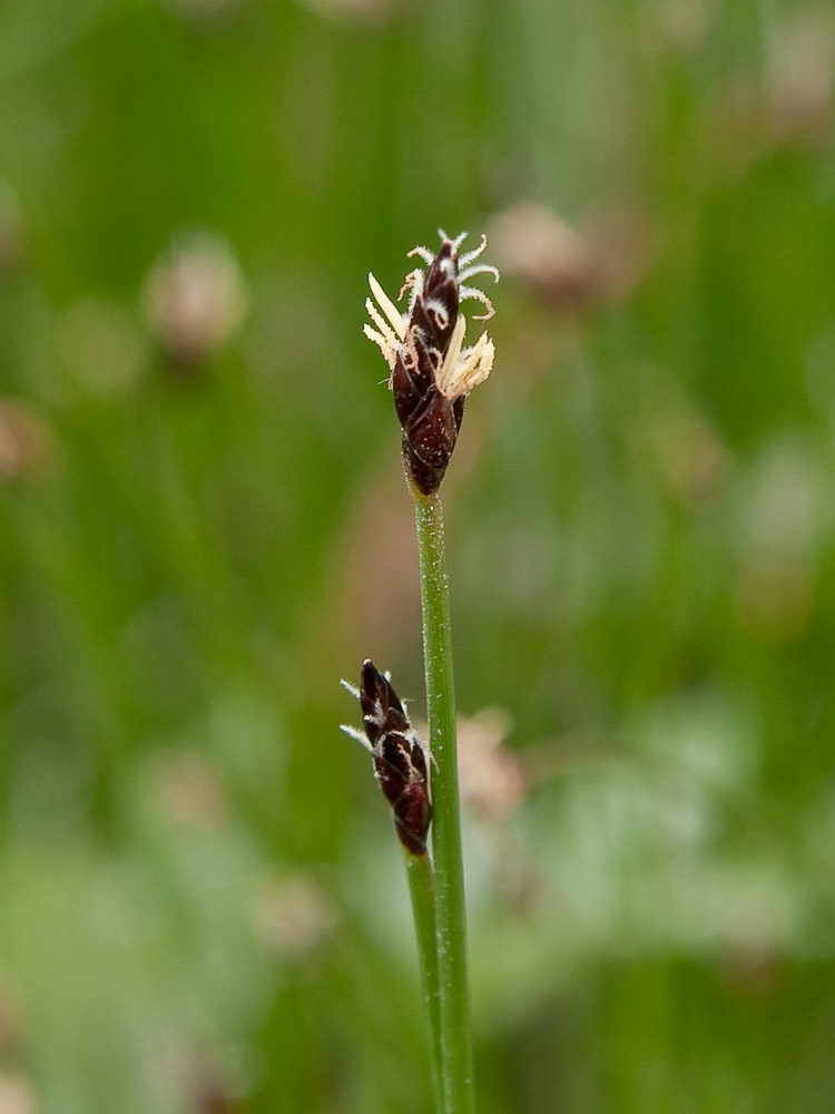 Изображение особи Eleocharis kamtschatica.