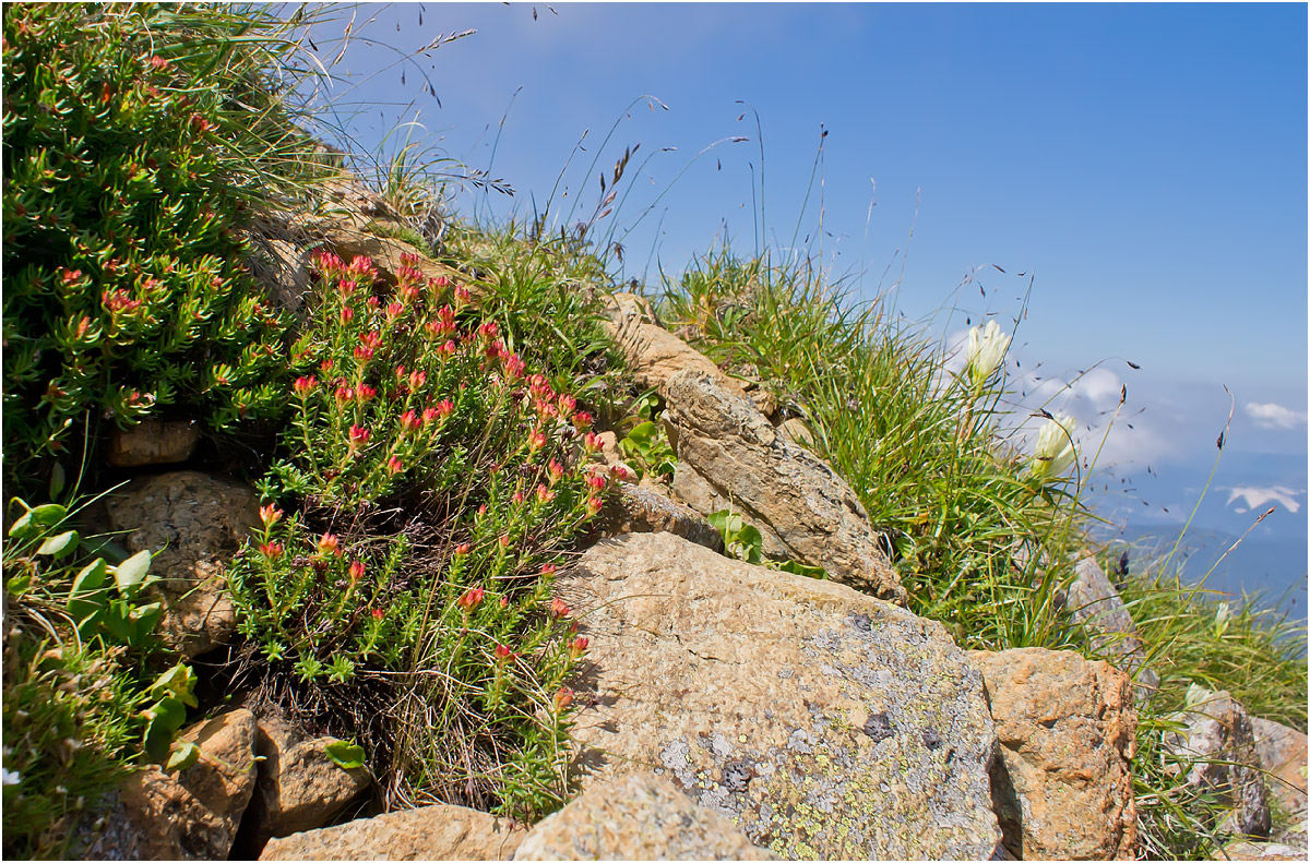 Изображение особи Rhodiola quadrifida.