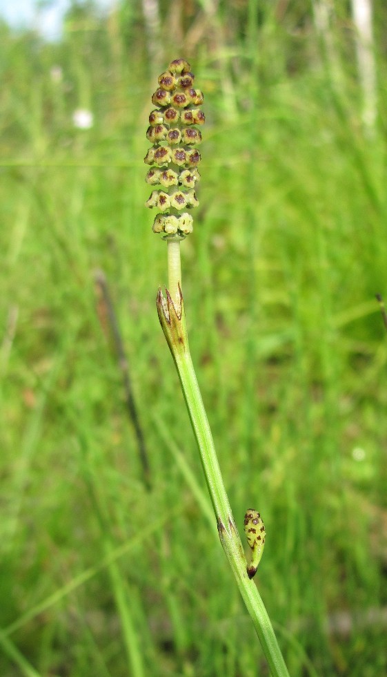 Image of Equisetum palustre specimen.