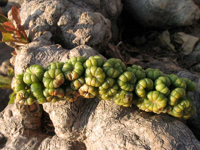 Image of Phytolacca dioica specimen.