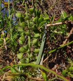 Leopoldia bicolor. Соплодие. Израиль, Шарон, г. Герцлия, высокий берег Средиземного моря. 23.04.2012.