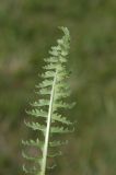 Pedicularis songarica