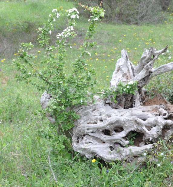 Изображение особи род Crataegus.