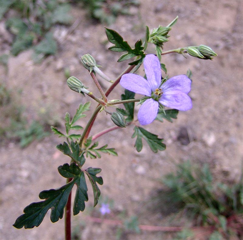Image of Erodium oxyrhynchum specimen.