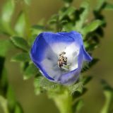 Nemophila menziesii